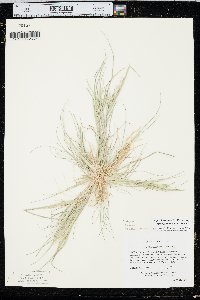 Diplachne fusca subsp. fascicularis image