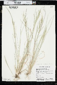 Diplachne fusca subsp. fascicularis image