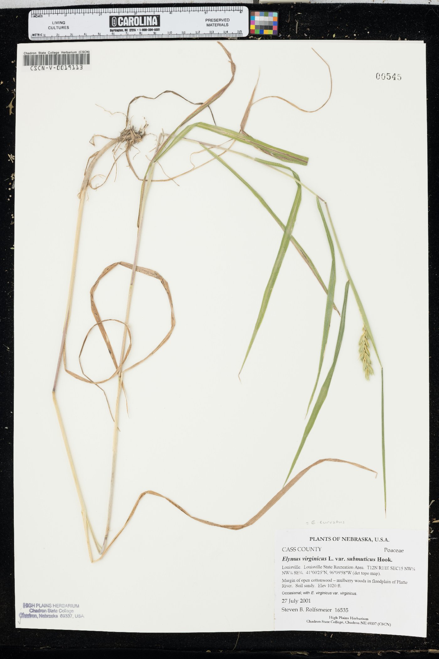 Elymus curvatus image