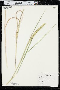 Elymus curvatus image