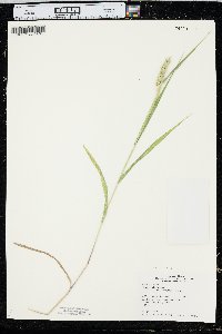 Elymus curvatus image