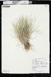 Elymus elymoides subsp. brevifolius image