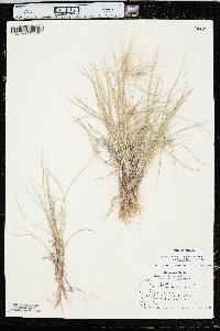 Elymus elymoides subsp. brevifolius image