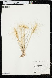 Elymus elymoides subsp. brevifolius image