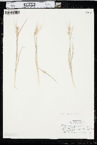 Elymus elymoides subsp. brevifolius image