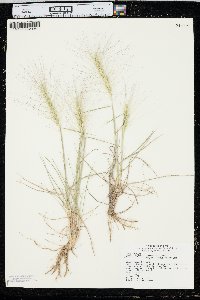 Elymus elymoides subsp. brevifolius image