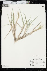 Elymus elymoides subsp. brevifolius image