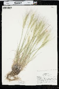 Elymus elymoides subsp. brevifolius image