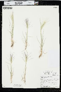 Elymus elymoides subsp. brevifolius image