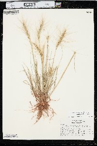 Elymus elymoides subsp. brevifolius image