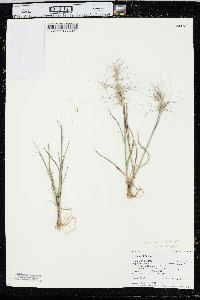 Elymus elymoides subsp. brevifolius image