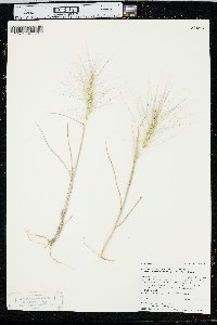 Elymus elymoides subsp. brevifolius image