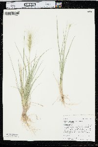 Elymus elymoides subsp. brevifolius image