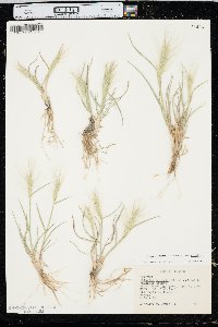 Elymus elymoides var. elymoides image