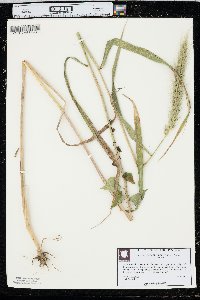 Elymus glabriflorus image