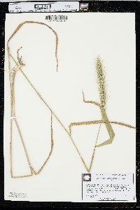 Elymus glabriflorus image