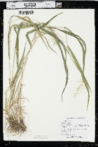 Elymus hystrix image