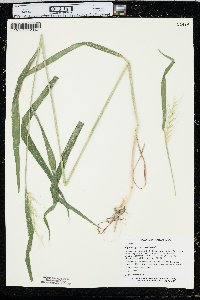 Elymus hystrix image