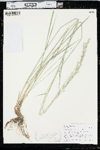 Elymus lanceolatus image