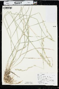 Elymus lanceolatus image