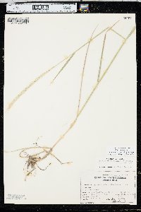 Elymus trachycaulus subsp. trachycaulus image