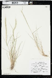 Elymus trachycaulus subsp. trachycaulus image