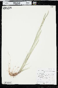 Elymus trachycaulus var. trachycaulus image