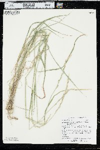 Elymus trachycaulus var. trachycaulus image