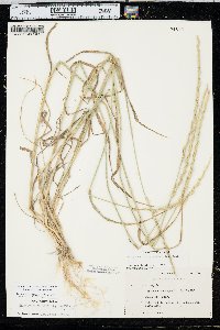 Elymus trachycaulus var. trachycaulus image