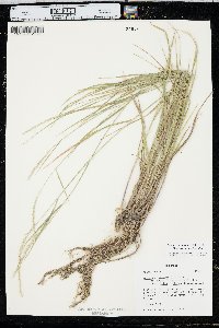 Elymus trachycaulus var. trachycaulus image