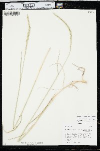 Elymus trachycaulus var. trachycaulus image