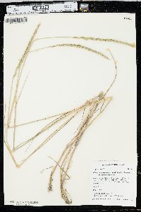 Elymus trachycaulus var. trachycaulus image