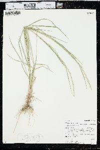 Elymus trachycaulus var. trachycaulus image