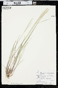 Elymus trachycaulus var. trachycaulus image