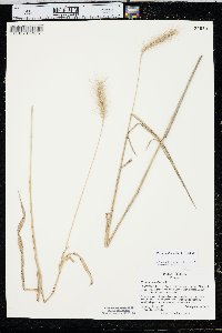 Elymus villosus image