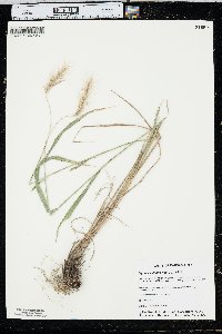 Elymus villosus image