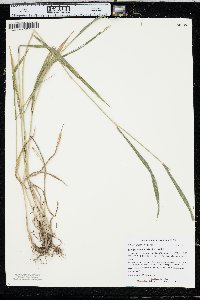 Elymus villosus image