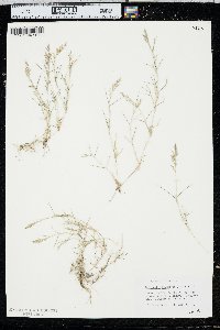 Eragrostis hypnoides image