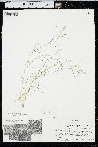 Eragrostis hypnoides image