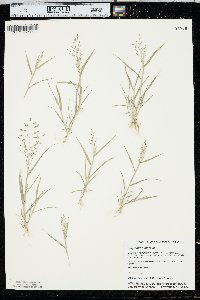 Eragrostis minor image