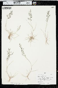 Eragrostis minor image