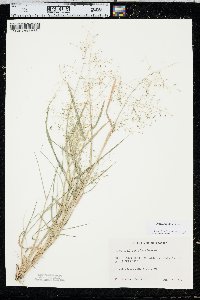 Eragrostis minor image