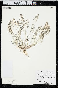 Eragrostis minor image