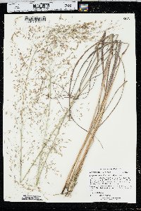 Eragrostis trichodes image