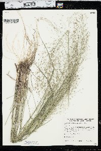 Eragrostis trichodes image