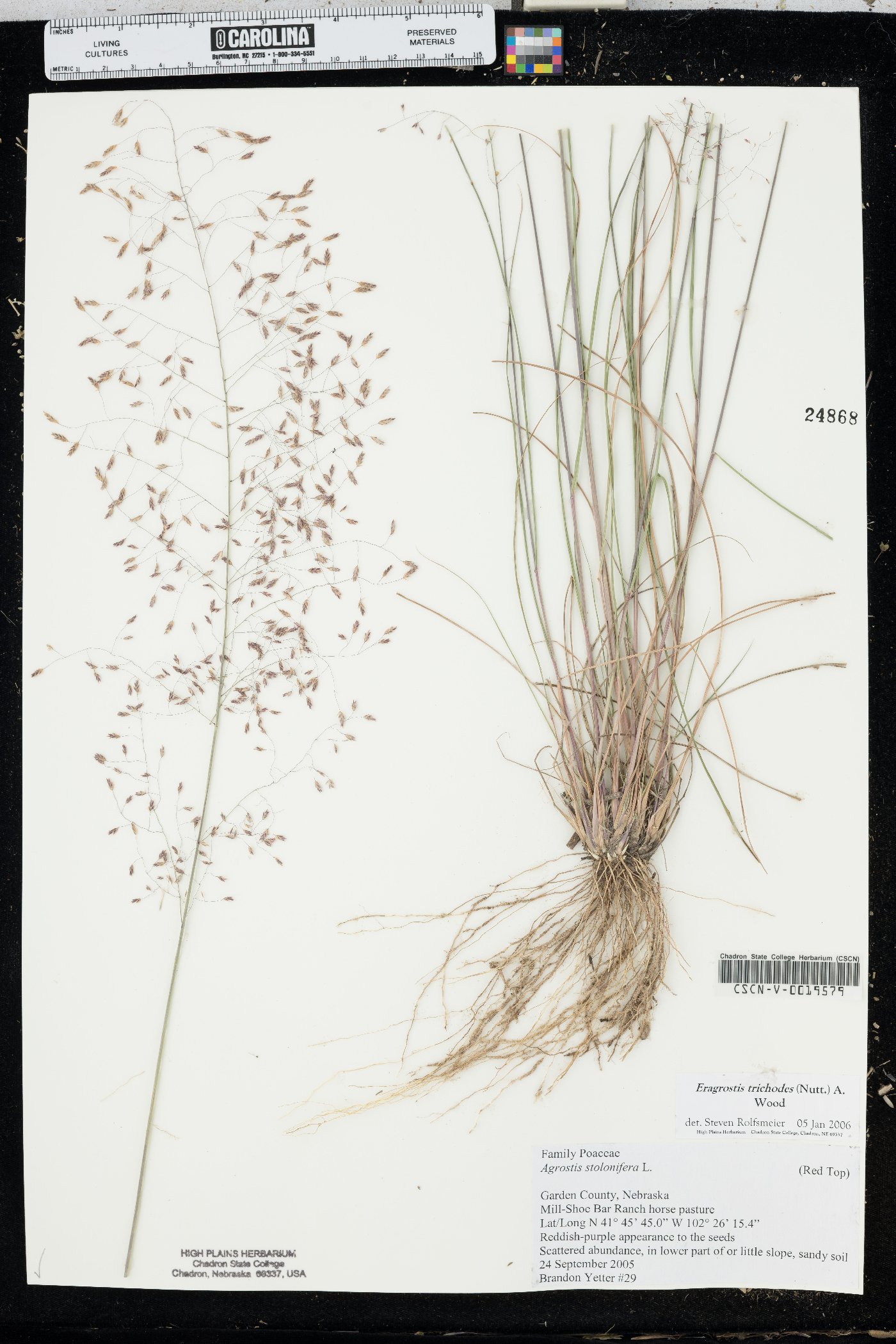 Eragrostis trichodes image