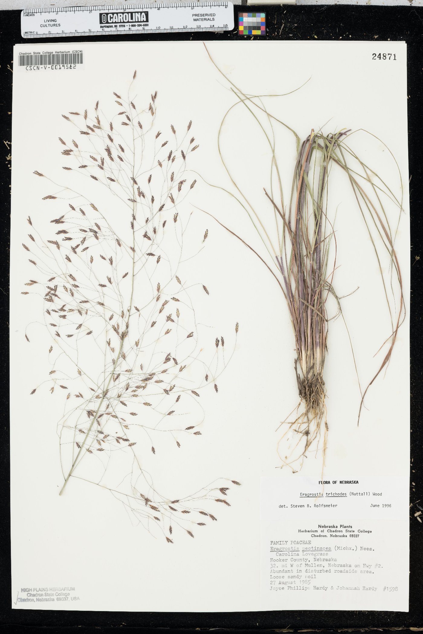 Eragrostis trichodes image