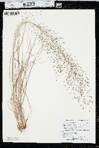 Eragrostis trichodes image