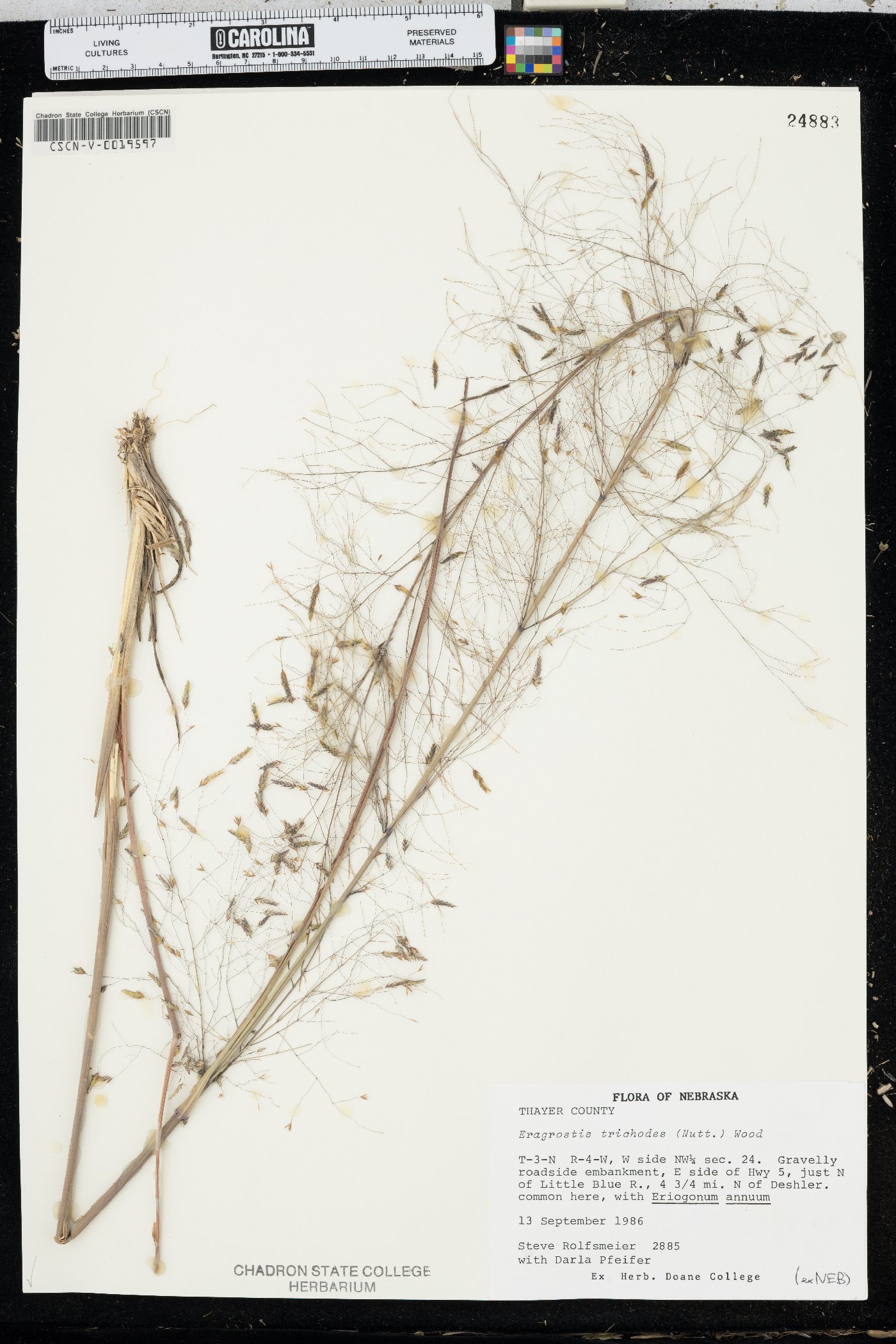 Eragrostis trichodes image