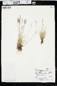 Festuca brachyphylla image